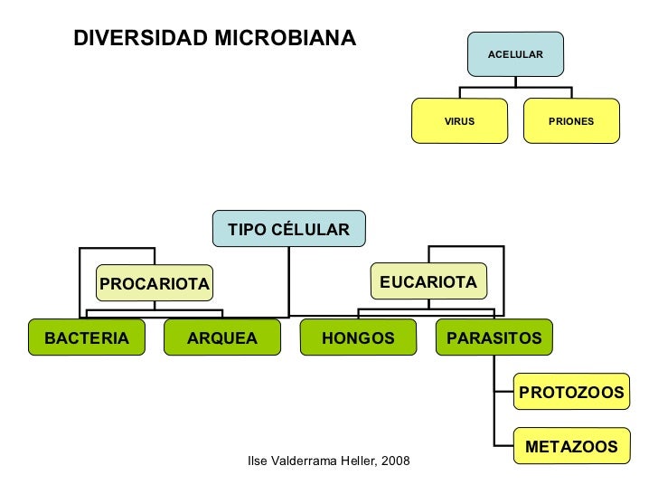 Resultado de imagen de las ramas de microbiologia los virus son acelulares
