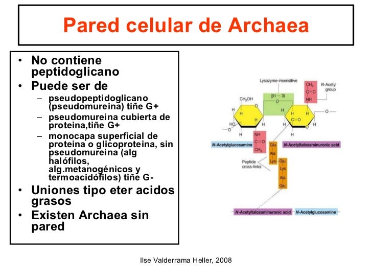 microbiologia generalidades