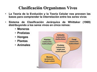 Clasificación Organismos Vivos La Teoría de la Evolución y la Teoría Celular nos proveen las bases para comprender la interrelación entre los seres vivos Sistema de Clasificación Jerárquica de Whittaker (1969) distribuyendo a los seres vivos en cinco reinos: Moneras Protistas Hongos Plantas Animales 