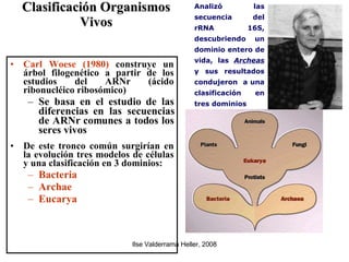 Clasificación Organismos Vivos Carl Woese (1980)  construye un árbol filogenético a partir de los estudios del ARNr (ácido ribonucléico ribosómico)‏ Se basa en el estudio de las diferencias en las secuencias de ARNr comunes a todos los seres vivos De este tronco común surgirían en la evolución tres modelos de células y una clasificación en 3 dominios: Bacteria Archae Eucarya Analizó las secuencia del rRNA 16S, descubriendo un dominio entero de vida, las  Archeas  y sus resultados condujeron  a una clasificación en tres dominios 