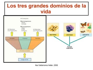 Los tres grandes dominios de la vida  
