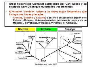 Árbol filogenético Universal establecido por Carl Woese y su discípulo Gary Olsen que muestra los tres Dominios El termino "dominio" refiere a un nuevo taxón filogenético que incluye tres líneas primarias: Archaea, Bacteria y Eucarya ; y en línea descendente siguen seis Reinos: I-Moneras, II-Arqueobacterias (obviamente separadas de Moneras), III-Protistas, IV-Hongos, V-Plantas, VI-Animales. 