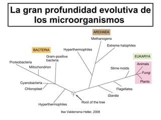 La gran profundidad evolutiva de los microorganismos  