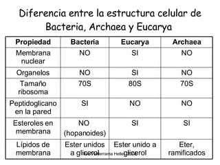 Diferencia entre la estructura celular de Bacteria, Archaea y Eucarya  Eter, ramificados Ester unido a glicerol Ester unidos a glicerol Lípidos de membrana SI SI NO  (hopanoides)‏ Esteroles en membrana NO NO SI Peptidoglicano en la pared 70S 80S 70S Tamaño ribosoma NO SI NO Organelos NO SI NO Membrana nuclear Archaea Eucarya Bacteria Propiedad 