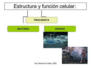 Estructura y función celular:  PROCARIOTA BACTERIA ARQUEA 