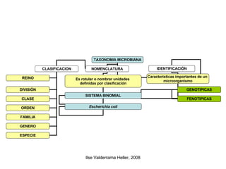 TAXONOMIA MICROBIANA CLASIFICACION NOMENCLATURA IDENTIFICACIÓN Es rotular o nombrar unidades  definidas por clasificación Características importantes de un  microorganismo REINO DIVISIÓN CLASE ORDEN FAMILIA GENERO ESPECIE GENOTIPICAS FENOTIPICAS SISTEMA BINOMIAL Escherichia coli 
