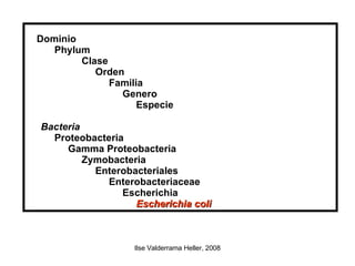 Dominio  Phylum  Clase  Orden  Familia  Genero  Especie Bacteria   Proteobacteria  Gamma Proteobacteria Zymobacteria  Enterobacteriales  Enterobacteriaceae  Escherichia  Escherichia coli 