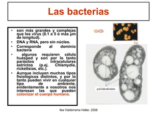 Las bacterias son más grandes y complejas que los virus (0.1 a 5 ó más µm de longitud).  DNA y RNA, pero sin núcleo.  Corresponde al dominio bacteria algunos requieren célula huésped y son por lo tanto parásitos intracelulares estrictos (p.ej.  Chlamydia , rickettsias, etc.).  Aunque incluyen muchos tipos fisiológicos distintos, y por lo tanto pueden vivir en cualquier tipo de ambiente, evidentemente a nosotros nos interesan las que pueden  colonizar el cuerpo humano.   