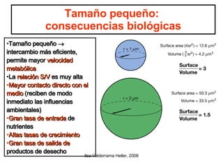 Tamaño pequeño:  consecuencias biológicas Tamaño pequeño   intercambio más eficiente, permite mayor  velocidad metabólica La  relación S/V  es muy alta Mayor contacto directo con el medio  (reciben de modo inmediato las influencias ambientales)  Gran tasa de entrada  de nutrientes Altas tasas de crecimiento Gran tasa de salida de  productos de desecho 