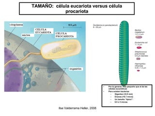 TAMAÑO:  célula eucariota versus célula procariota Por lo general, más pequeño que el de las células eucarióticas  Pero existen bacterias Gigantes (>0,5 mm)  Enanas (<0,1 micra)  Un tamaño “típico”:  0,5 x 3 micras 