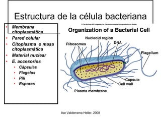 Estructura de la célula bacteriana Membrana citoplasmática Pared celular Citoplasma  o masa citoplasmática Material nuclear E. accesorios Cápsulas  Flagelos Pili Esporas 