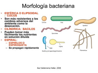 Morfología bacteriana  ESFÉRICA O ELIPSOIDAL :  COCOS Son más resistentes a los cambios adversos del ambiente como la desecación. CILÍNDRICA:  BACILOS Pueden tomar más fácilmente los nutrientes en solución diluída ESPIRAL:  ESPIRILOS O ESPIROQUETA Se propagan rápidamente 