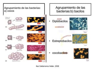 Agrupamiento de las bacterias: a) cocos Agrupamiento de las bacterias:b) bacilos Diplobacilos Estreptobacilos cocobacilos 