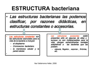 ESTRUCTURA bacteriana Las estructuras bacterianas las podemos clasificar, por razones didácticas, en estructuras constantes o accesorias.  Las estructuras constantes  son las estructuras esenciales para la vida de la bacteria e incluyen  el citoplasma  Cromosoma  bacteriano la membrana celular y la pared celular. Las estructuras accesorias:  están presentes sólo en algunas de ellas y  aunque no son indispensables para la vida, otorgan extraordinarias ventajas adaptativas a  las bacterias que las poseen. cápsula, flagelos , esporas , fimbrias,  etc. 