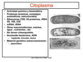 Citoplasma Actividad química y biosintética Proteínas (enzimas, complejos enzimáticos, estructurales)‏ Ribosomas (70S: 55 proteínas, rRNA 5S, 16S, 23S mRNA, tRNA Otras macromoléculas, solutos, agua , nutrientes , etc No tienen citoesqueleto. Nucleoide bacteriano: ADN haploide, Circular, Único Material genético extracromosomal : plasmidios 
