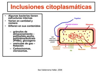 Inclusiones citoplasmáticas Algunas bacterias tienen estructuras internas Varian en cantidad y número Difieren en sus contenidos gránulos de almacenamiento - polifosfato,azufre, polihidroxibutirato (PHBs), glucogeno vesículas de gas – flotación Carboxisomas, clorosomas.  