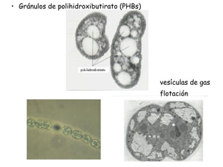 Gránulos de  polihidroxibutirato (PHBs)‏ vesículas de gas  flotación 
