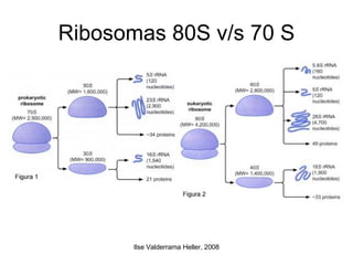 Ribosomas 80S v/s 70 S 