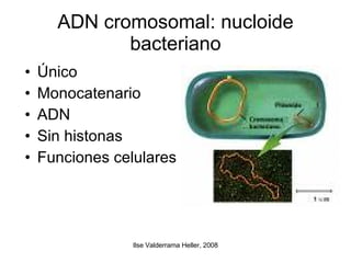 ADN cromosomal: nucloide bacteriano Único Monocatenario ADN Sin histonas Funciones celulares  