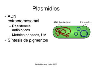 Plasmidios ADN extracromosomal Resistencia antibioticos Metales pesados, UV Síntesis de pigmentos 