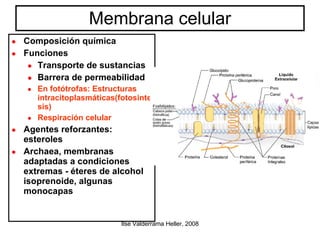 Membrana celular Composición química Funciones Transporte de sustancias Barrera de permeabilidad En fot ó trofas:  Estructuras i ntracitoplasmáticas(fotosintesis)‏ Respiración celular Agentes reforzantes: esteroles Archaea, membranas adaptadas a condiciones extremas - éteres de alcohol isoprenoide, algunas monocapas 
