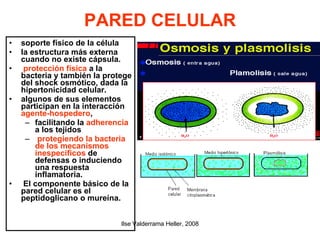 PARED CELULAR soporte físico de la célula  la estructura más externa cuando no existe cápsula.  protección física  a la bacteria y también la protege del shock osmótico, dada la  hipertonicidad celular.  algunos de sus elementos participan en la interacción  agente-hospedero ,  facilitando la  adherencia  a los tejidos protegiendo la bacteria de los mecanismos inespecíficos  de defensas o induciendo una respuesta inflamatoria. El componente básico de la pared celular es el peptidoglicano o mureína.   