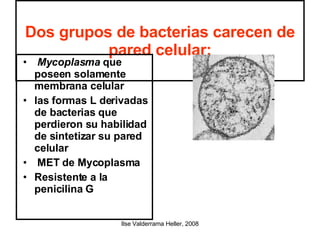 Dos grupos de bacterias carecen de pared celular: Mycoplasma  que poseen solamente membrana celular  las formas L derivadas de bacterias que perdieron su habilidad de sintetizar su pared celular  MET de Mycoplasma  Resistente a la penicilina G 
