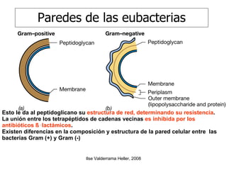 Paredes de las eubacterias Esto le da al peptidoglicano su  estructura de red, determinando su resistencia . La unión entre los tetrapéptidos de cadenas vecinas  es inhibida por los antibióticos ß‑lactámicos .  Existen diferencias en la composición y estructura de la pared celular entre  las bacterias Gram (+) y Gram (-)   