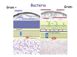 Gram + Gram- Bacteria 