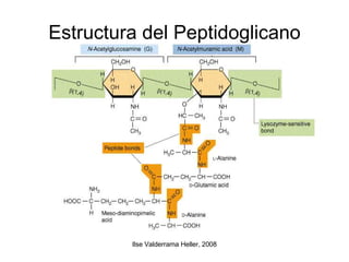 Estructura del Peptidoglicano 