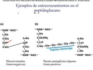 Ejemplos de entrecruzamientos en el peptidoglucano Directo (muchas Gram-negativas)‏ Puente pentaglicina (algunas Gram positivas 