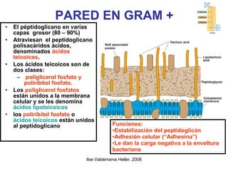 PARED EN GRAM + El péptidoglicano en varias capas  grosor (80 – 90%)  Atraviesan  el peptidoglicano  polisacáridos ácidos, denominados  ácidos teicoicos .  Los ácidos teicoicos son de dos clases: poliglicerol fosfato y poliribitol fosfato.  Los  poliglicerol fosfatos  están unidos a la membrana celular y se les denomina  ácidos lipoteicoicos los  poliribitol fosfato  o  ácidos teicoicos  están unidos al peptidoglicano   Funciones: Estabilización del peptidoglicán Adhesión celular (“Adhesina”)‏ Le dan la carga negativa a la envoltura bacteriana 