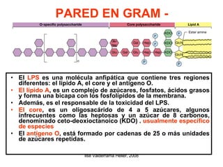 PARED EN GRAM - El  LPS  es una molécula anfipática que contiene tres regiones diferentes: el lípido A, el core y el antígeno O. El lípido A , es un complejo de azúcares, fosfatos, ácidos grasos y forma una bicapa con los fosfolípidos de la membrana. Además, es el responsable de la toxicidad del LPS. El core , es un oligosacárido de 4 a 5 azúcares, algunos infrecuentes como las heptosas y un azúcar de 8 carbonos, denominado ceto-deoxioctanoico (KDO)   .   usualmente específico de especies  El  antígeno O , está formado por cadenas de 25 o más unidades de azúcares repetidas.  