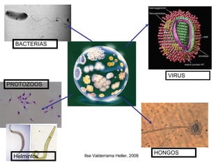 PROTOZOOS BACTERIAS HONGOS VIRUS Helmintos 
