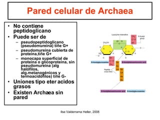 Pared celular de Archaea No contiene peptidoglicano Puede ser de pseudopeptidoglicano (pseudomureina) tiñe G+ pseudomureina cubierta de proteina,tiñe G+ monocapa superficial de proteina o glicoproteina, sin pseudomureina (alg halófilos, alg.metanogénicos y termoacidófilos) tiñe G- Uniones tipo eter acidos grasos Existen Archaea sin pared 