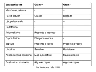 Algunas cepas Algunas cepas Producciom exotoxina Mas resistente Mas susceptible Antibacteriana penicilina Resistente Sensible Lisozima Presente a veces Presente a veces capsula - El algunas cepas Esporulacion - Presente a menudo Acido teitoico + - Endotoxina + - Lipopolisacarido Delgada Gruesa Pared celular + - Membrana externa Gram - Gram + características 