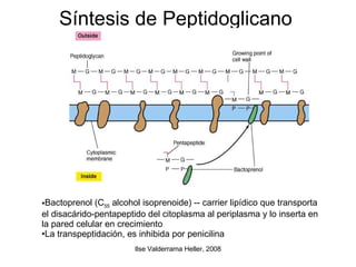 Síntesis de Peptidoglicano  Bactoprenol (C 55  alcohol isoprenoide) -- carrier lipídico que transporta el  disacárido- pentapeptido del citoplasma al periplasma y lo inserta en la pared celular en crecimiento La transpeptidación, es inhibida por penicilina  