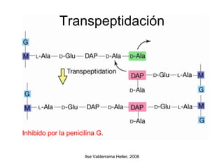 Transpeptidación Inhibido por la penicilina G. 