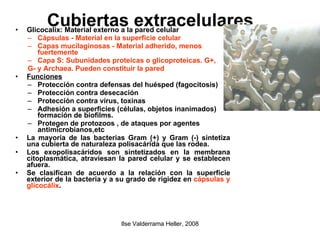 Cubiertas  extracelulares Glicocalix: Material externo a la pared celular  Cápsulas - Material en la superficie celular Capas mucilaginosas - Material adherido, menos fuertemente Capa S: Subunidades proteicas o glicoproteicas. G+,  G- y Archaea. Pueden constituir la pared Funciones Protección contra defensas  del  huésped (fagocitosis)‏ Protección contra desecación Protección contra virus, toxinas Adhesión a superficies (células, objetos inanimados) formación de biofilms. Protegen de protozoos , de ataques por agentes antimicrobianos,etc La mayoría de las bacterias Gram (+) y Gram (-) sintetiza una cubierta de naturaleza polisacárida que las rodea. Los exopolisacáridos son sintetizados en la membrana citoplasmática, atraviesan la pared celular y se establecen afuera.  Se clasifican de acuerdo a la relación con la superficie exterior de la bacteria y a su grado de rigidez en  cápsulas y glicocálix . 