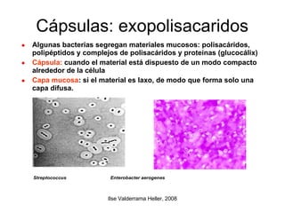 Cápsulas: exopolisacaridos Algunas bacterias segregan materiales mucosos: polisacáridos, polipéptidos y complejos de polisacáridos y proteínas (glucocálix)‏ Cápsula:  cuando el material está dispuesto de un modo compacto alrededor de la célula  Capa mucosa : si el material es laxo, de modo que forma solo una capa difusa. 