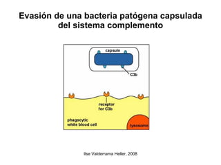 Evasión de una bacteria patógena capsulada del sistema complemento 