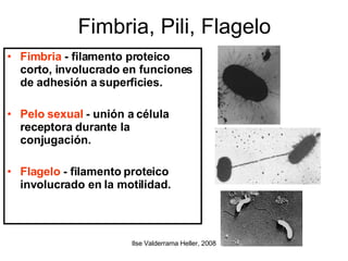 Fimbria, Pili, Flagelo Fimbria  - filamento proteico corto, involucrado en funciones de adhesión a superficies. Pelo sexual  - unión a célula receptora durante la conjugación. Flagelo  - filamento proteico involucrado en la motilidad. 