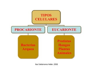 TIPOS CELULARES PROCARIONTE EUCARIONTE Bacterias Arquea Protistas Hongos Plantas Animales 