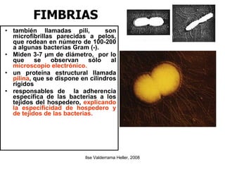 FIMBRIAS también llamadas pili,  son microfibrillas parecidas a pelos, que rodean en número de 100-200 a algunas bacterias Gram (-). Miden 3-7 µm de diámetro,  por lo que se observan sólo al  microscopio electrónico. un proteína estructural llamada  pilina , que se dispone en cilindros rígidos  responsables de  la adherencia específica de las bacterias a los tejidos del hospedero,  explicando la especificidad de hospedero y de tejidos de las bacterias. 