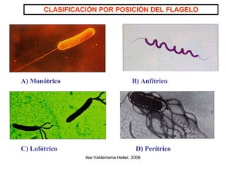 A) Monótrico B) Anfítrico C) Lofótrico D) Perítrico CLASIFICACIÓN POR POSICIÓN DEL FLAGELO 