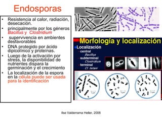 Endosporas Resistencia al calor, radiación, desecación. principalmente por los géneros  Bacillus  y  Clostridium supervivencia en ambientes desfavorables DNA protegido por ácido dipicolínico y proteínas .   Luego de la activación por stress, la disponibilidad de nutrientes dispara la germinación y el crecimiento La localización de la espora en la  célula puede ser usada para la identificación 