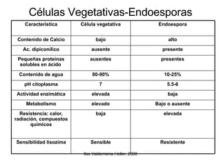 Células Vegetativas-Endoesporas Resistente Sensible Sensibilidad lisozima elevada baja Resistencia: calor, radiación, compuestos químicos Bajo o ausente elevado Metabolismo baja elevada Actividad enzimática 5.5-6 7 pH citoplasma 10-25% 80-90% Contenido de agua presentes ausentes Pequeñas proteínas solubles en ácido  presente ausente Ac. dipiconílico alto bajo Contenido de Calcio Endoespora Célula vegetativa Característica 