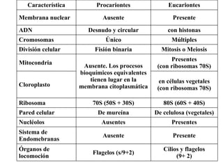 Cilios y flagelos (9+ 2)‏ Flagelos (s/9+2)‏ Órganos de locomoción Presente Ausente Sistema de Endomebranas Presentes Ausentes Nucléolos De celulosa (vegetales)‏ De mureína Pared celular 80S (60S + 40S)‏ 70S (50S + 30S)‏ Ribosoma en células vegetales (con ribosomas 70S)‏ Cloroplasto Presentes (con ribosomas 70S)‏ Ausente. Los procesos bioquímicos equivalentes tienen lugar en la membrana citoplasmática Mitocondria Mitosis o Meiosis Fisión binaria División celular Múltiples Único Cromosomas con histonas Desnudo y circular ADN Presente Ausente Membrana nuclear Eucariontes Procariontes Característica 