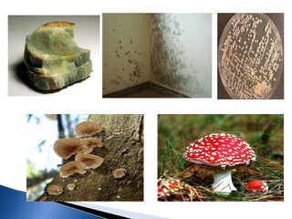 Área que se dedica ao estudo dos
fungos.
A micologia médica estuda os fungos
patogênicos para o homem.
 