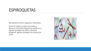 ESPIROQUETAS
São Bactérias Gram-negativas, helicoidais.
Diversas espécies estão associadas a
doenças, incluindo Treponema pallidum, o
agente etiológico da Sífilis e Borrelia
bergdorfi, agente etiológico da Doença de
Lyme.
 